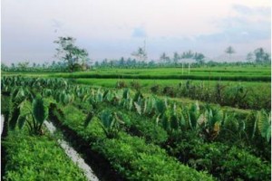 Lahan pertanian di Kabupaten Kuningan.